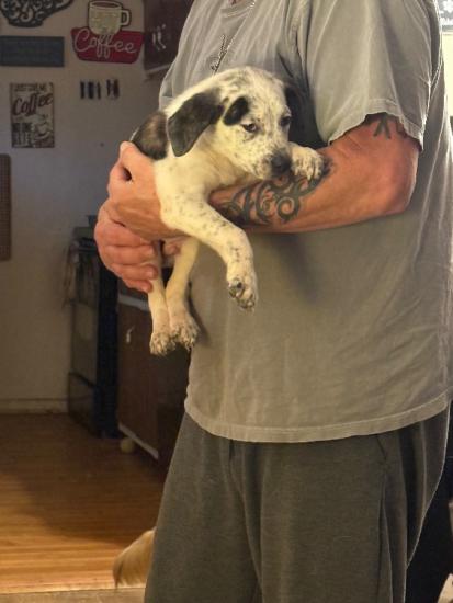 2 male 10 week old Shepherd mixes