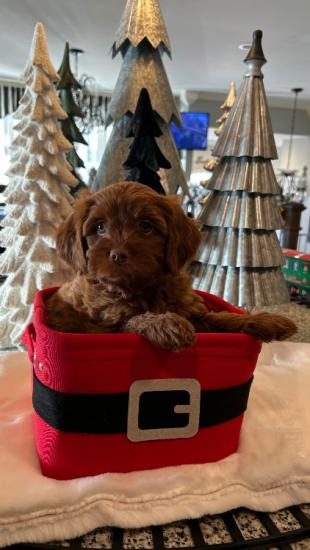 Christmas Goldendoodles