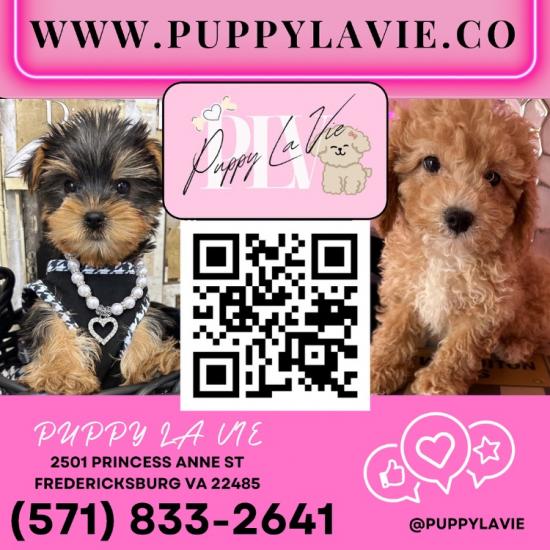 PUPPY LA VIE: Beautiful puppies!!! PUPPIES PuPPies!!!!