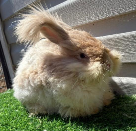 6 month old English Angora Buck with pedigree $75.00