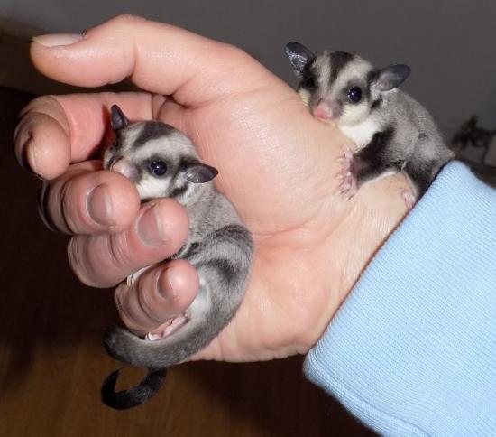 Sugar gliders