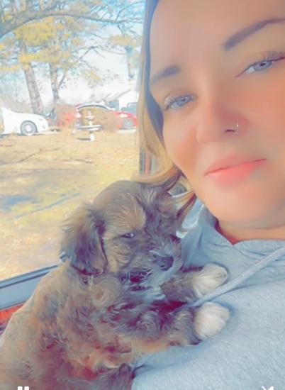 5 mth old Maltipoo Puppy For Sale