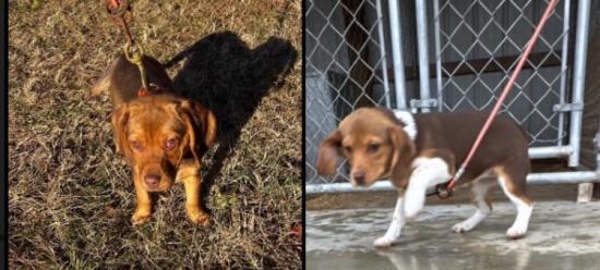 AKC Registered Beagle Pups Looking for New Homes