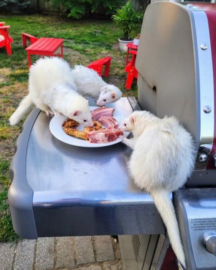  Charming Ferrets rehoming