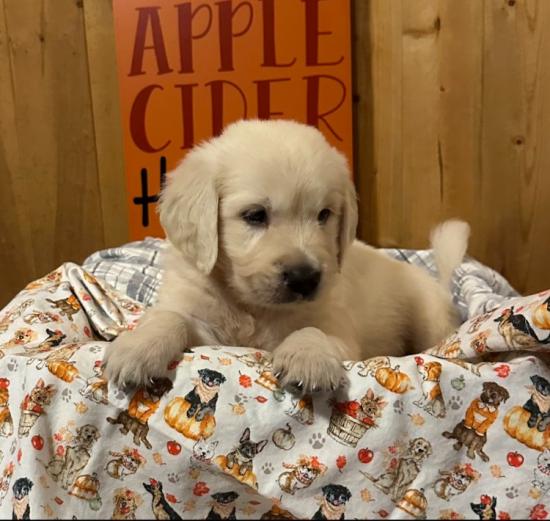 Golden Retriever puppies