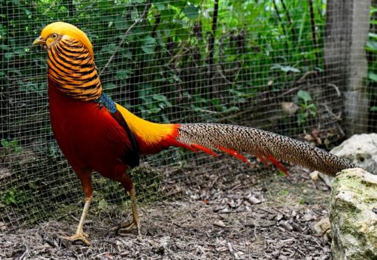 RED GOLDEN PHEASANTS