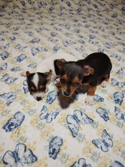 Chihuahua Puppies