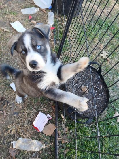 Huskador puppy