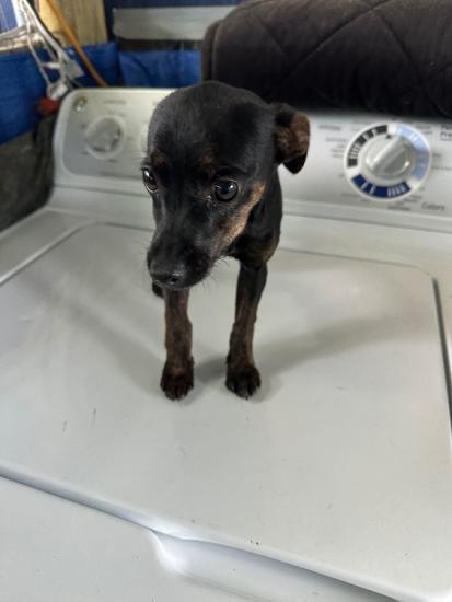 16 week old female miniature pinscher Jack Russell mix