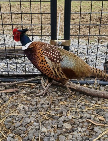 Ringneck pheasants