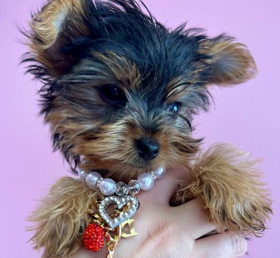 PUPPY LA VIE: Beautiful puppies!!! PUPPIES PuPPies!!!!