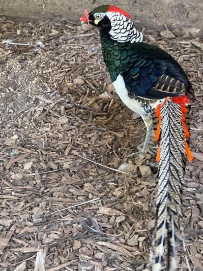 LADY AMHERST PHEASANTS