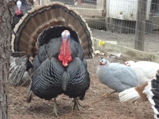TURKEYS
