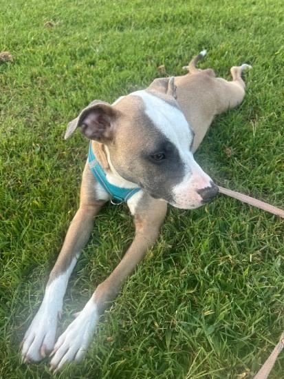 Female six month old terrier mix