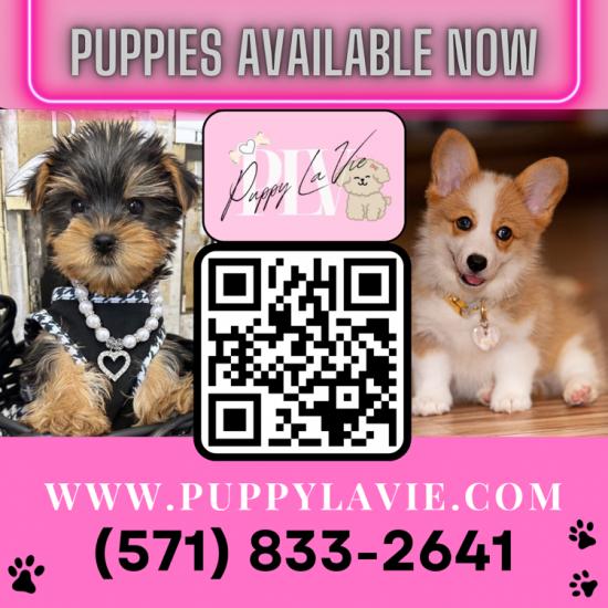 PUPPIES PUPPIES PUPPIES 🐩🐶🌼 Available now!