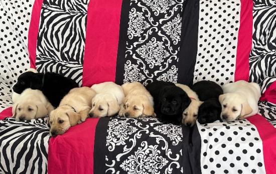 AKC Labrador Puppies! 