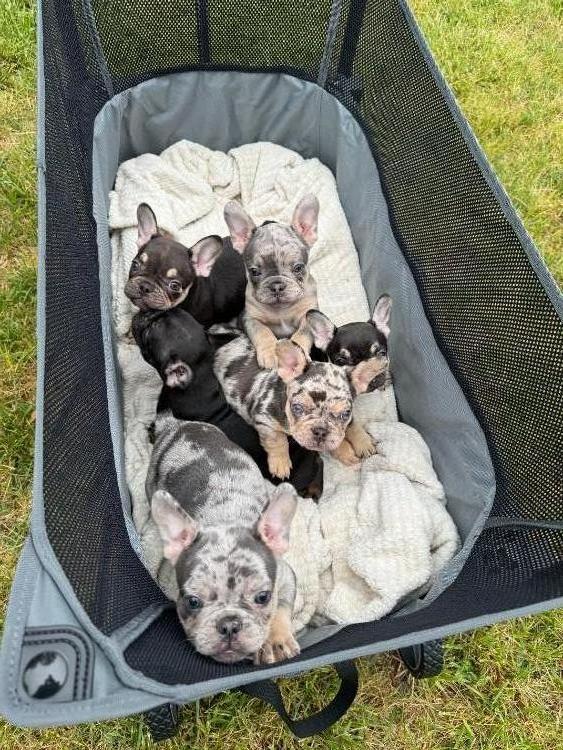 French Bulldog puppies ready May 18th!