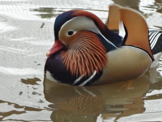 Mandarin ducks