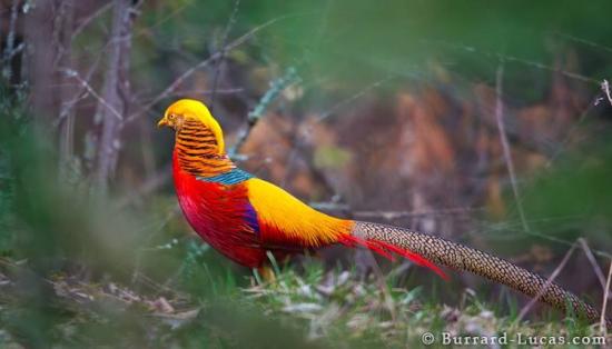 RED GOLDEN PHEASANTS