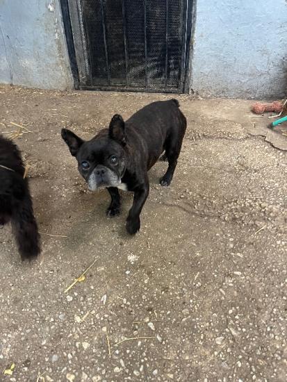 7 year old male French Bulldog $25.00