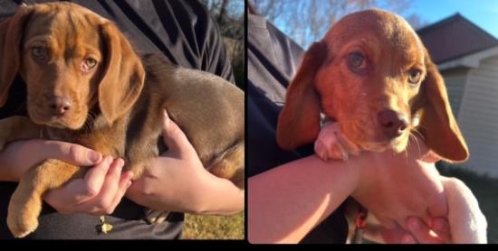 AKC Registered Beagle Pups Looking for New Homes