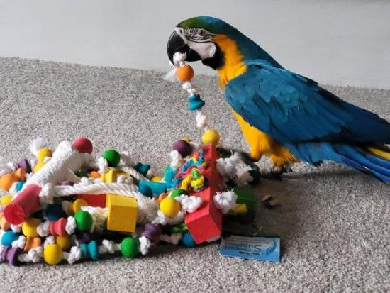 Blue &amp; Gold Macaw Parrot