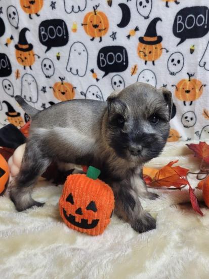 AKC Registered Mini Schnauzer puppies