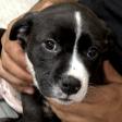Yard Sale to Benefit Humane Society of Charles Co.