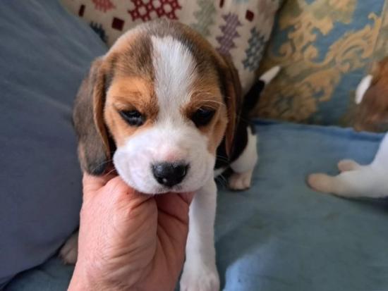 Rehome Beagle puppy