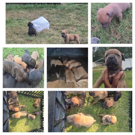 Beautiful Mastiff Pups Large Breed 