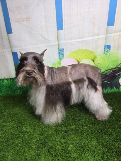  Mini Schnauzer Adult