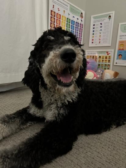Bernedoodle