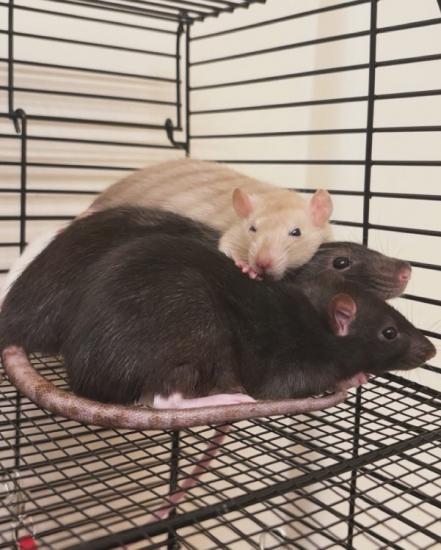 5 Female rats 2 cages for sale as well