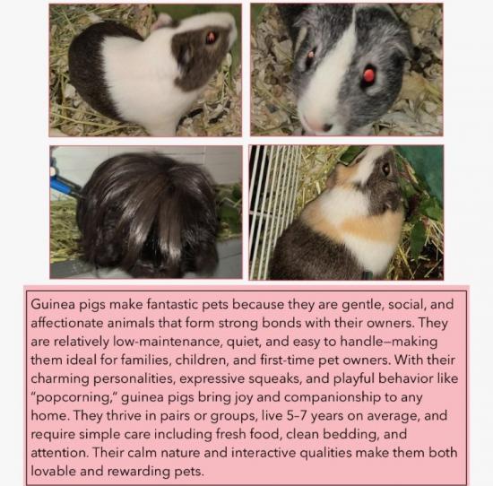 Guinea Pigs Available for Adoption