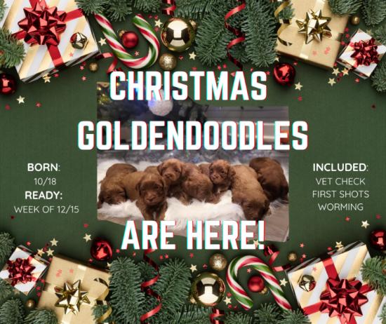 Christmas Goldendoodles