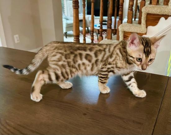 Bengal Kittens