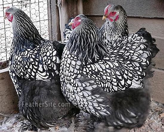 LARGE FOWL SILVER LACE COCHINS