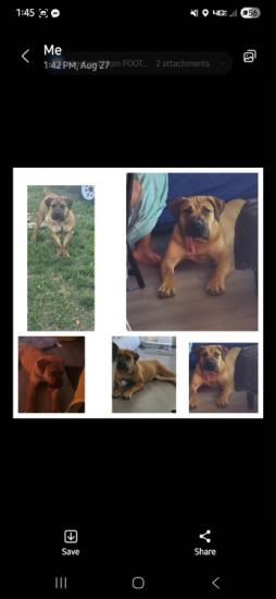 Boerboel Mastiff Female