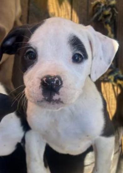 11 week old female pitbull