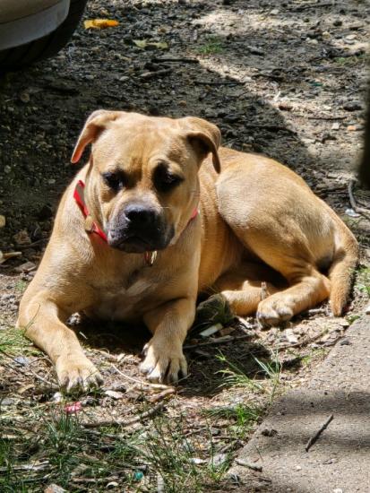 7 month old bully pup female 