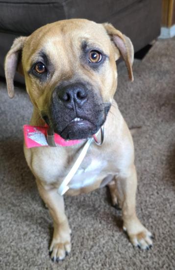 Bully pup female