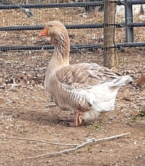 GIANT DEWLAP TOULOUSE