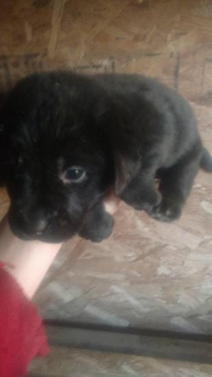 AKC registered Labrador retriever puppies