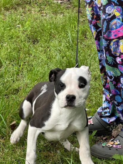 5 month old female American Staffordshire Terrier 