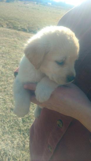 AKC registered Labrador retriever puppies