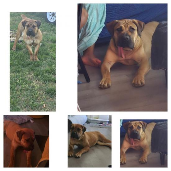 Boerboel female 1.5 years old