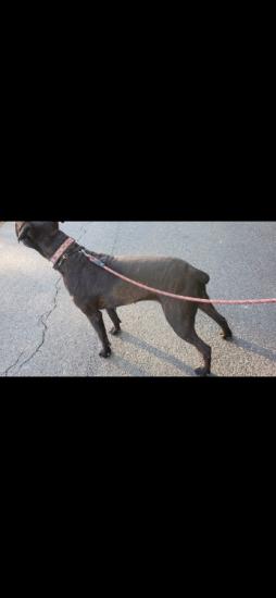 4 year old Boerboel/Cane Corso 