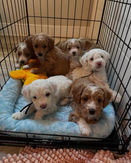 Intelligent Goldendoodle puppies