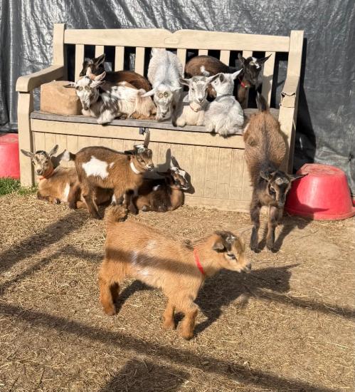 Nigerian dwarf goat bottle babies