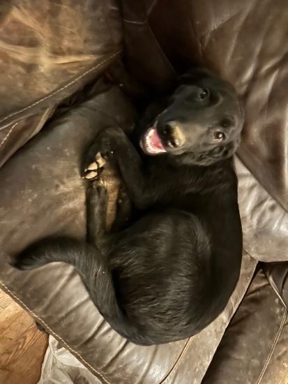Lab border collie cross